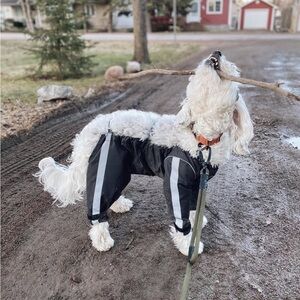 Protective All-Weather Dog Pants, Medium, Gray